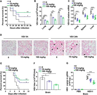 Gastrodin Inhibits Virus Infection by Promoting the Production of Type I Interferon